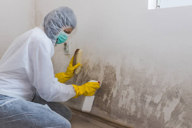 Best Mold Damage Restoration  in Greer, SC