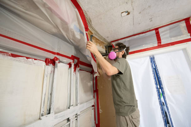 Best Attic Mold Removal  in Greer, SC