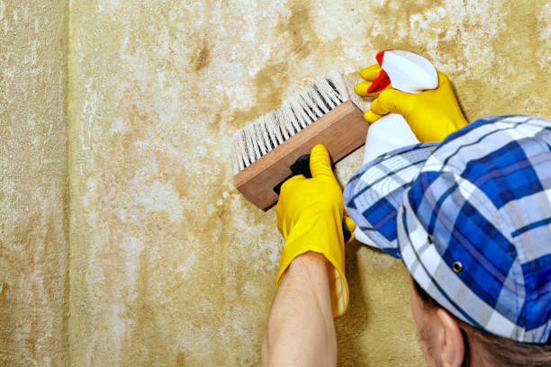 Best Comprehensive Air Testing for Mold Contaminants  in Greer, SC