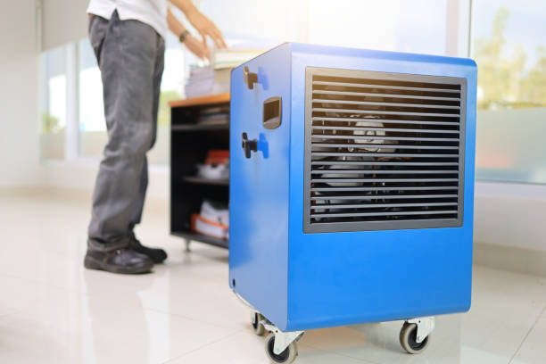 Best Basement Mold Removal  in Greer, SC