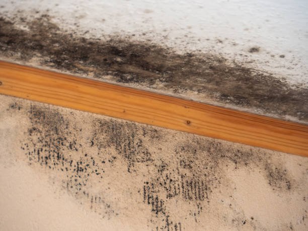 Best Forensic Mold Investigation  in Greer, SC