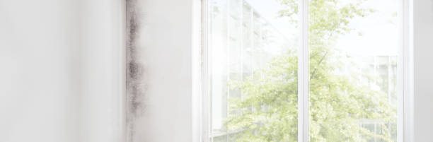 Dehumidification Services in Greer, SC