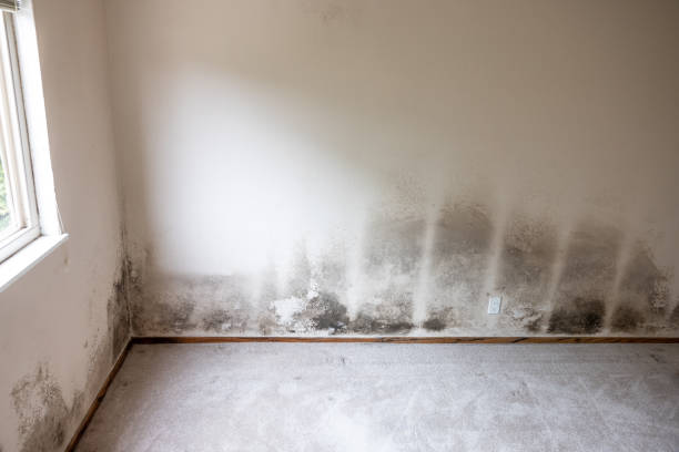 Best Industrial Mold Remediation  in Greer, SC
