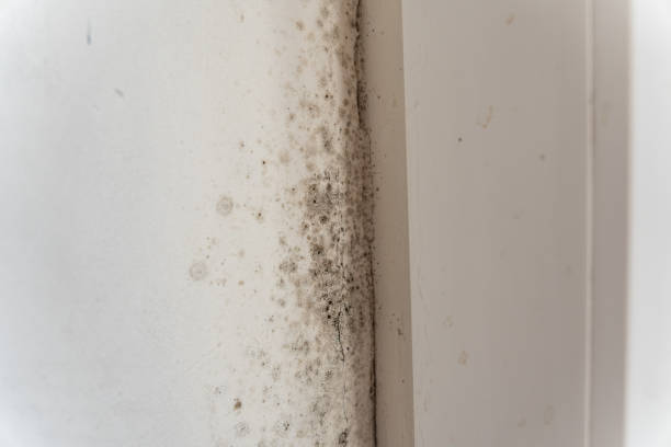Best Asbestos and Lead Testing During Mold Inspection  in Greer, SC